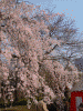 増上寺の桜(11)
