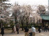 増上寺の桜(14)