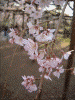 六義園の桜(5)