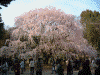 六義園の桜(11)