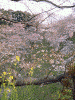 牛ヶ淵の桜(3)