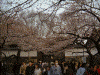 旧江戸城田安門の桜(2)