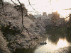 旧江戸城田安門から見た千鳥ヶ淵の桜(1)