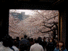 旧江戸城田安門の桜(4)