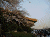 日本武道館と桜(1)
