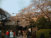 旧江戸城田安門の桜(6)