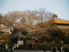 日本武道館と桜(2)