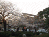 靖国神社の鳥居をバックにした桜