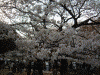 千鳥ヶ淵の桜(2)