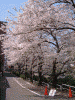 石崎川沿いの桜(1)