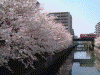 石崎川沿いの桜(2)