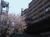 石崎川沿いの桜(10)
