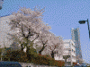 ランドマークタワーと桜(1)