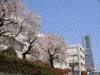 ランドマークタワーと桜(2)