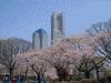 掃部山公園の桜(3)