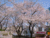 掃部山公園の桜(8)