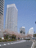 みなとみらいと桜(1)/クイーンズタワー，パンパシフィックホテル横浜，ヨコハマグランドインターコンチネンタルホテル