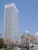 みなとみらいと桜(2)/クイーンズタワー，パンパシフィックホテル横浜