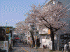 港南桜道の桜(3)