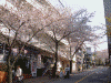 港南桜道の桜(4)