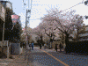 港南桜道の桜(6)