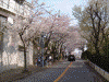港南桜道の桜(8)