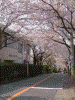 港南桜道の桜(11)