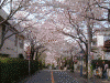 港南桜道の桜(12)