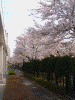 港南桜道の桜(15)