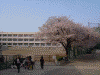 港南桜道の桜(20)
