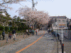 港南桜道の桜(21)