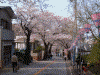 港南桜道の桜(241)