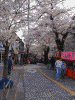 港南桜道の桜(25)