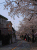 港南桜道の桜(32)