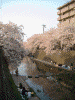 大岡川の桜(5)