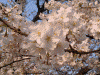 大岡川の桜(8)