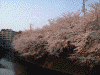 大岡川の桜(11)