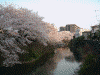 大岡川の桜(13)