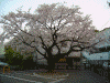 京急弘明寺駅周辺の桜(1)