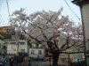 京急弘明寺駅周辺の桜(2)