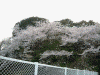 京急弘明寺駅周辺の桜(5)