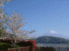富士川楽座から見た富士山(4)