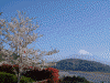 富士川楽座から見た富士山(5)