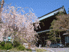 身延山久遠寺の桜(5)