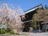 身延山久遠寺の桜(6)