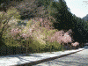 身延山久遠寺の桜(9)