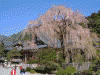 身延山久遠寺の桜(12)