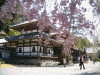 身延山久遠寺の桜(18)