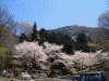 山の神千本桜(2)