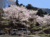 山の神千本桜(4)
